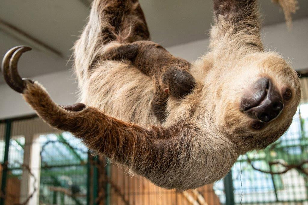 We wrocławskim zoo urodził się mały leniwiec (fot. ZOO Wrocław)