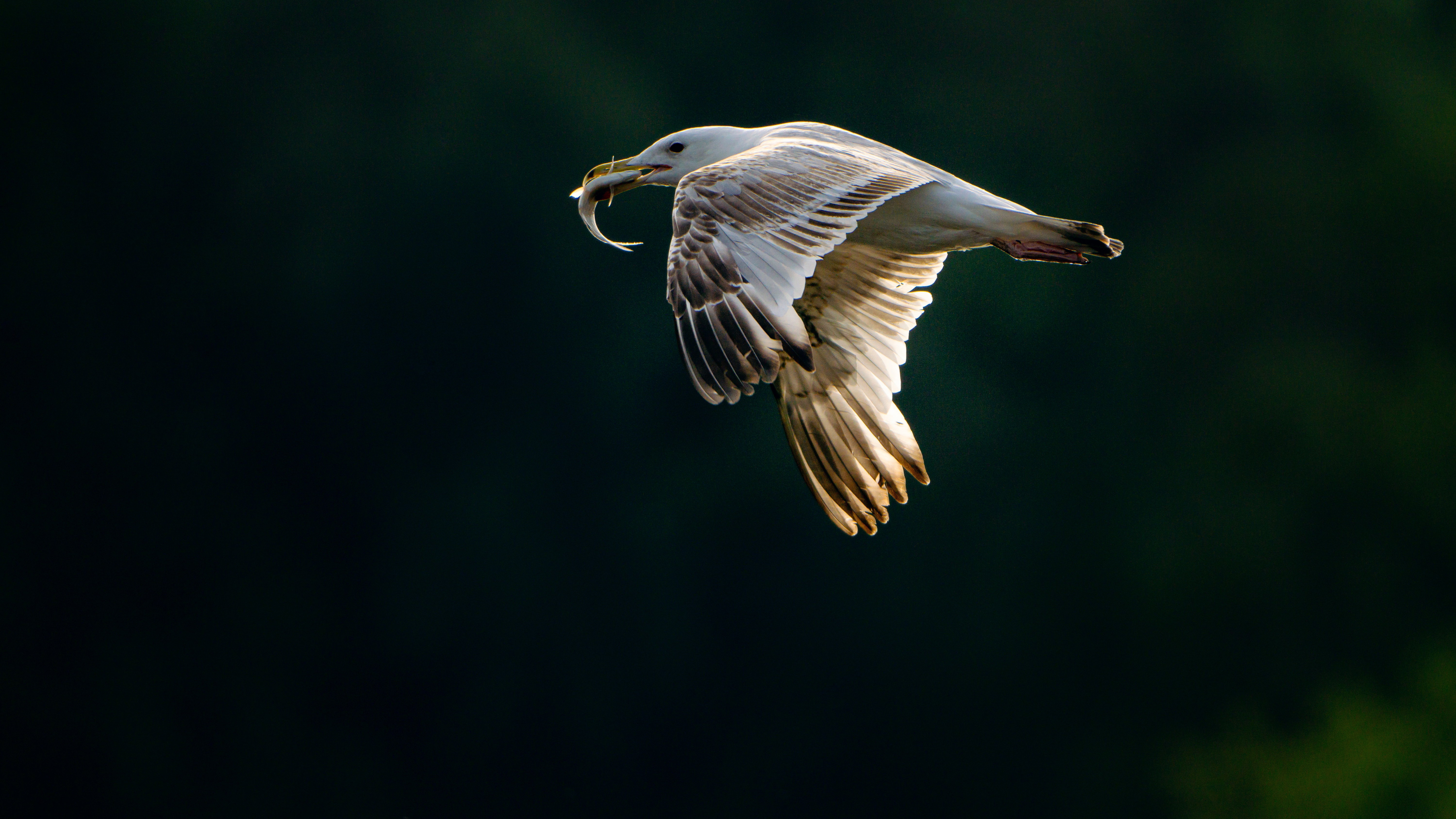 Mewa białogłowa (Larus cachinnans)
