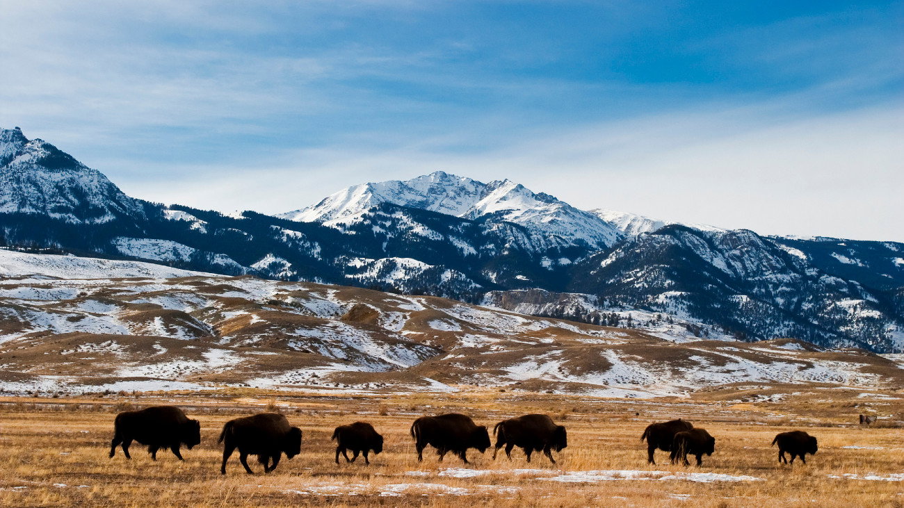 Park Narodowy Yellowstone:  dzikie zwierzęta. Co dzieje się w Yellowstone? (fot. Getty Images)