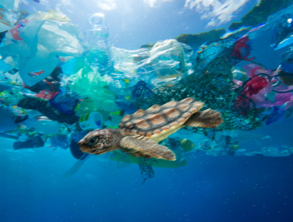 Żółwik zaplątany w plastik