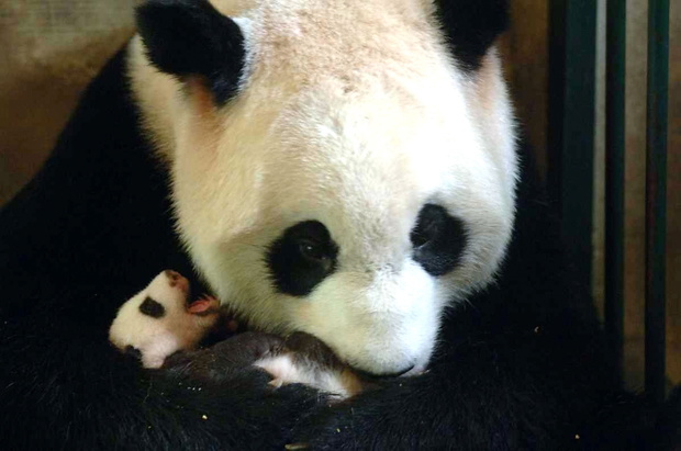 51 Gram Baby Giant Panda Doing Well
