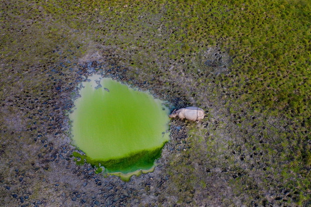 An Afternoon Drink by Rajarshi Banerji / wyróżnienie / WILDLIFE