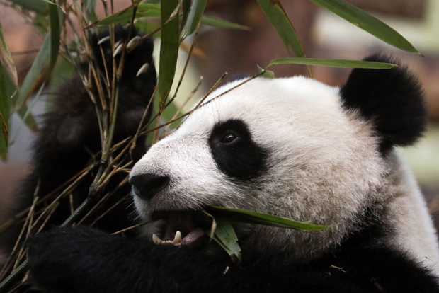 Moscow Zoo receives Giant Panda Global Awards