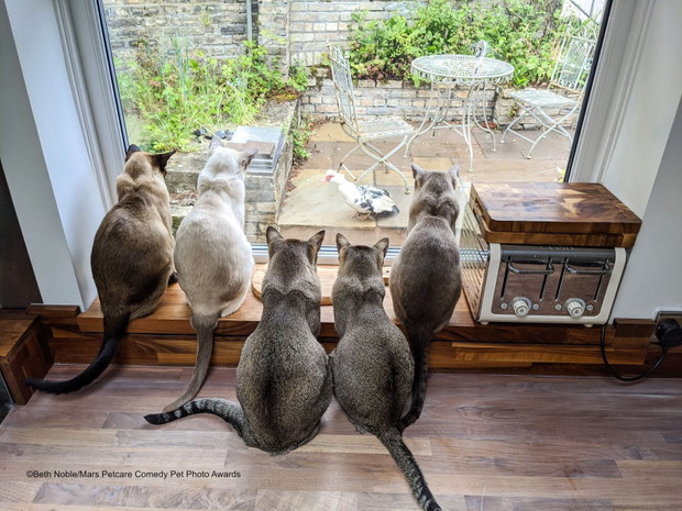 Comedy Pet Photo Awards 2020
