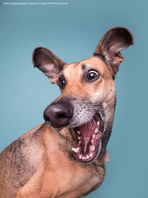 Comedy Pet Photo Awards 2020