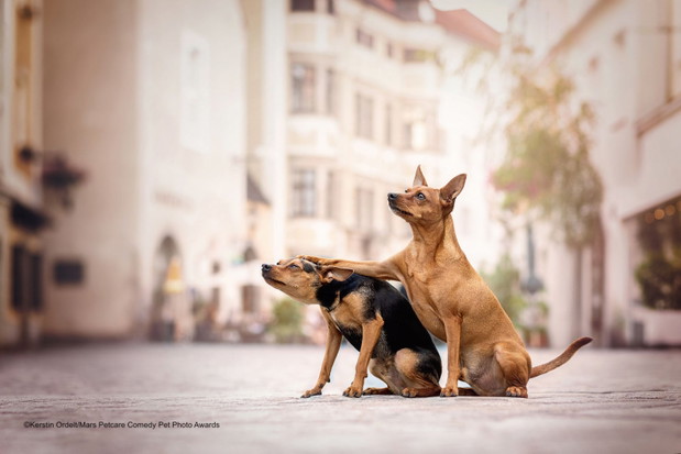 Comedy Pet Photo Awards 2020