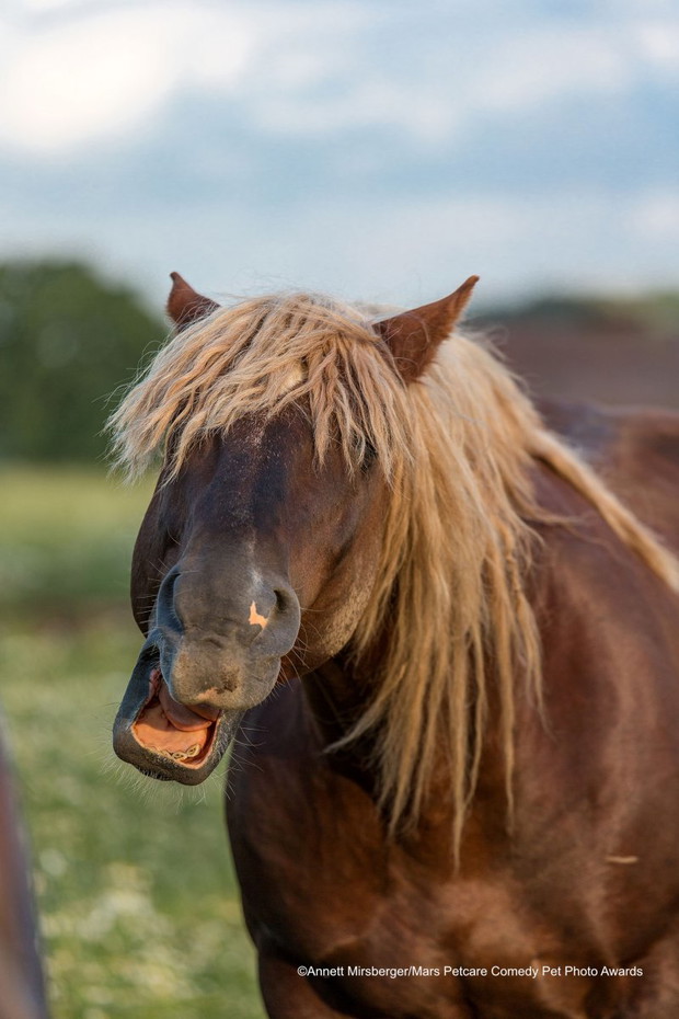 Comedy Pet Photo Awards 2020