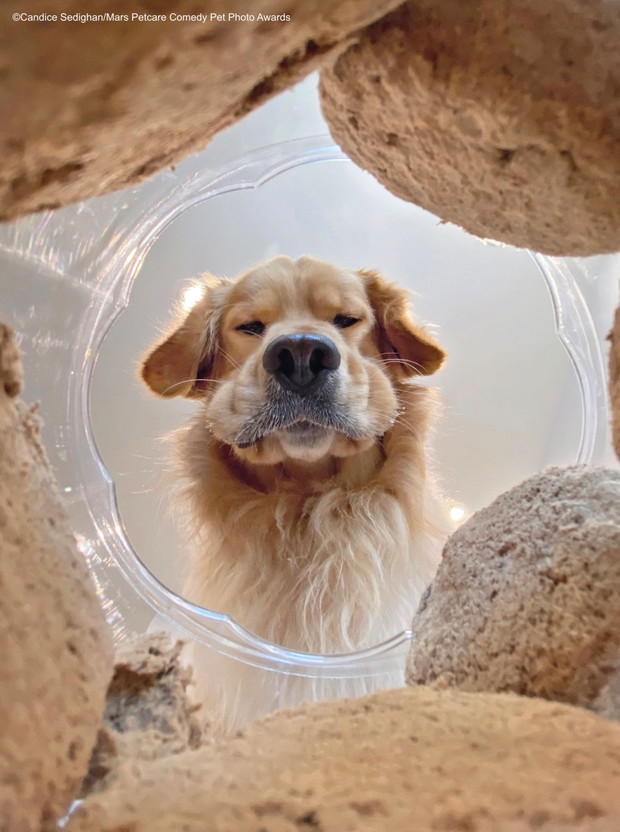 Comedy Pet Photo Awards 2020