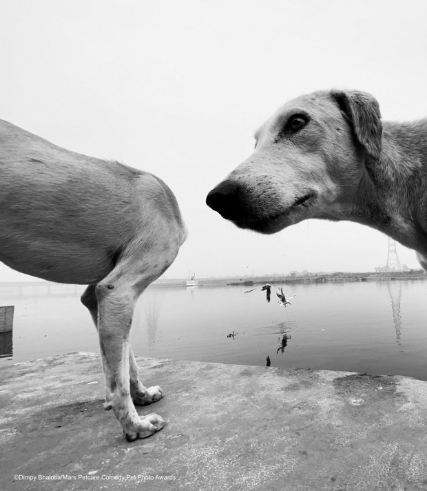 Comedy Pet Photo Awards 2020