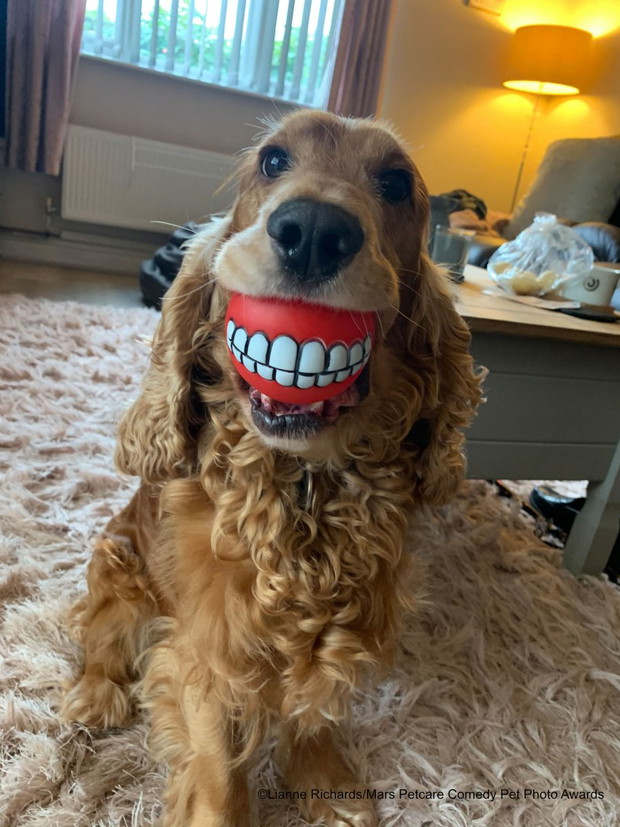 Comedy Pet Photo Awards 2020