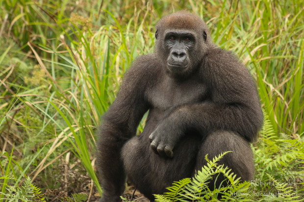 Goryl