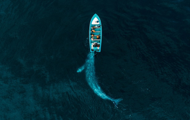 Gray Whale Plays Pushing Tourists by Joseph Cheires / I miejsce /NATURE