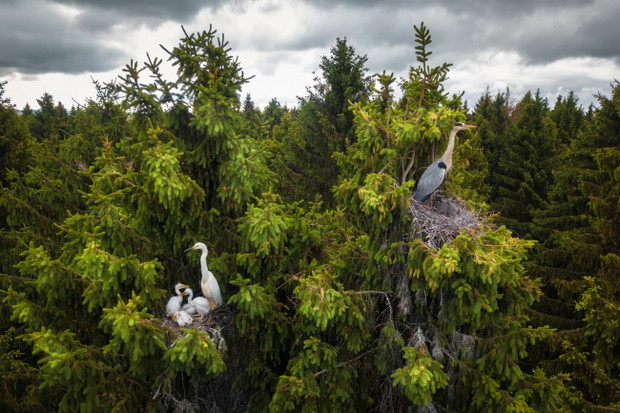 Where Herons Live by Dmitrii Viliunov / I miejsce / WILDLIFE