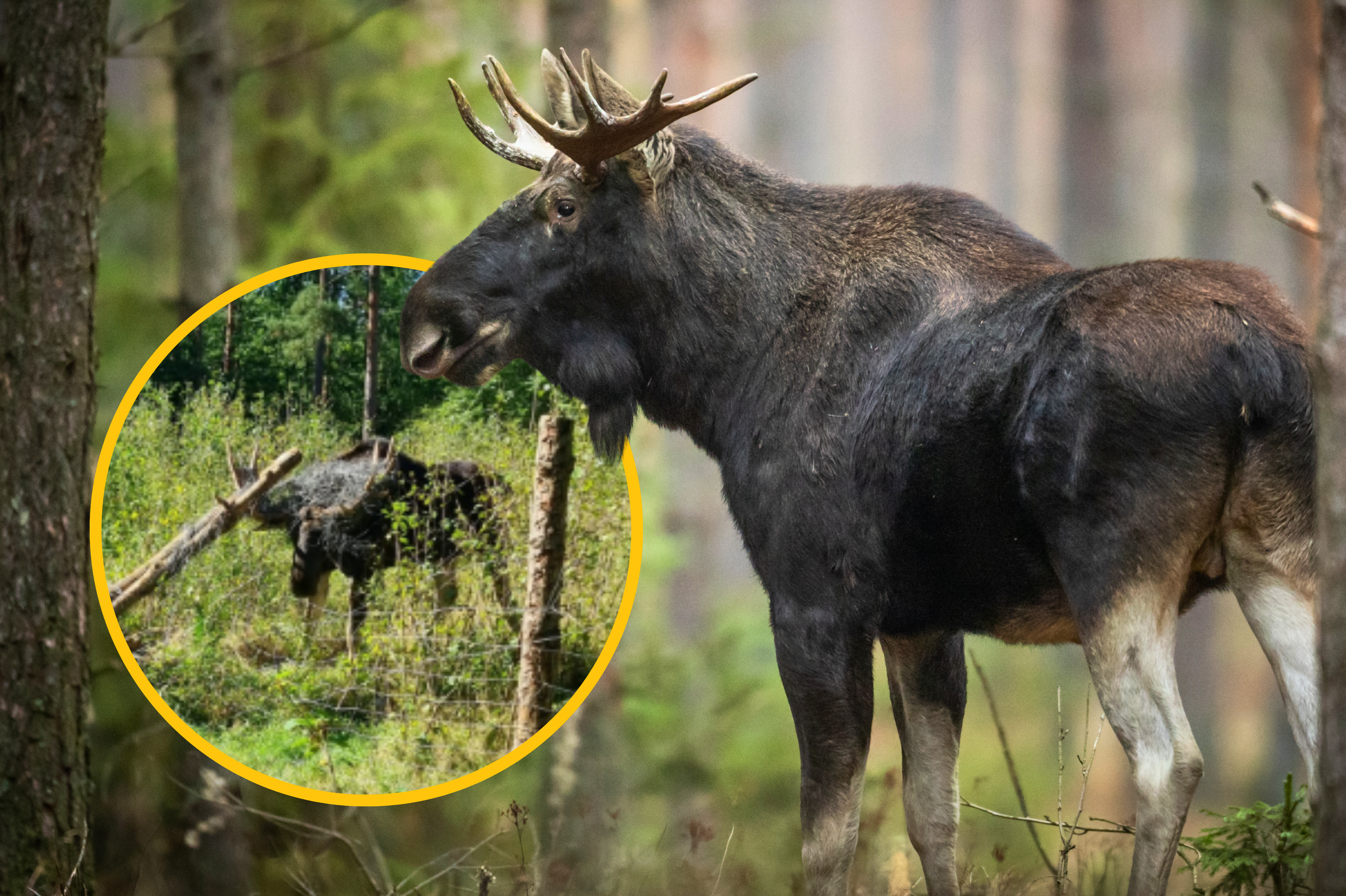 Akcja ratunkowa łosia w okolicach Elbląga