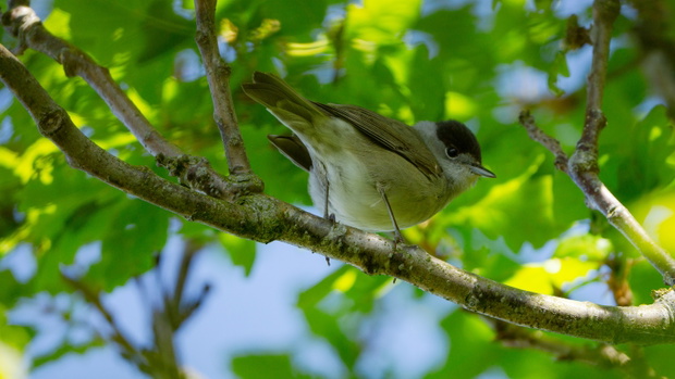 Kapturka (Sylvia atricapilla)