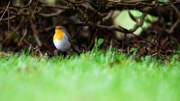Rudzik (Erithacus rubecula)