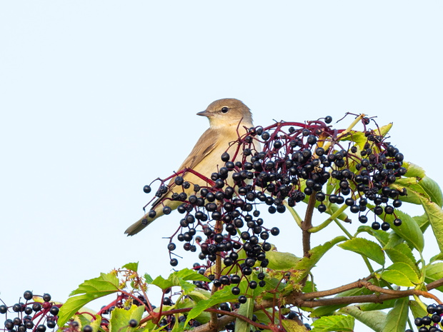 Close-up portrait of small gray passerine bird perching on  elder twig with ripe black berries.  The garden warbler (Sylvia borin)