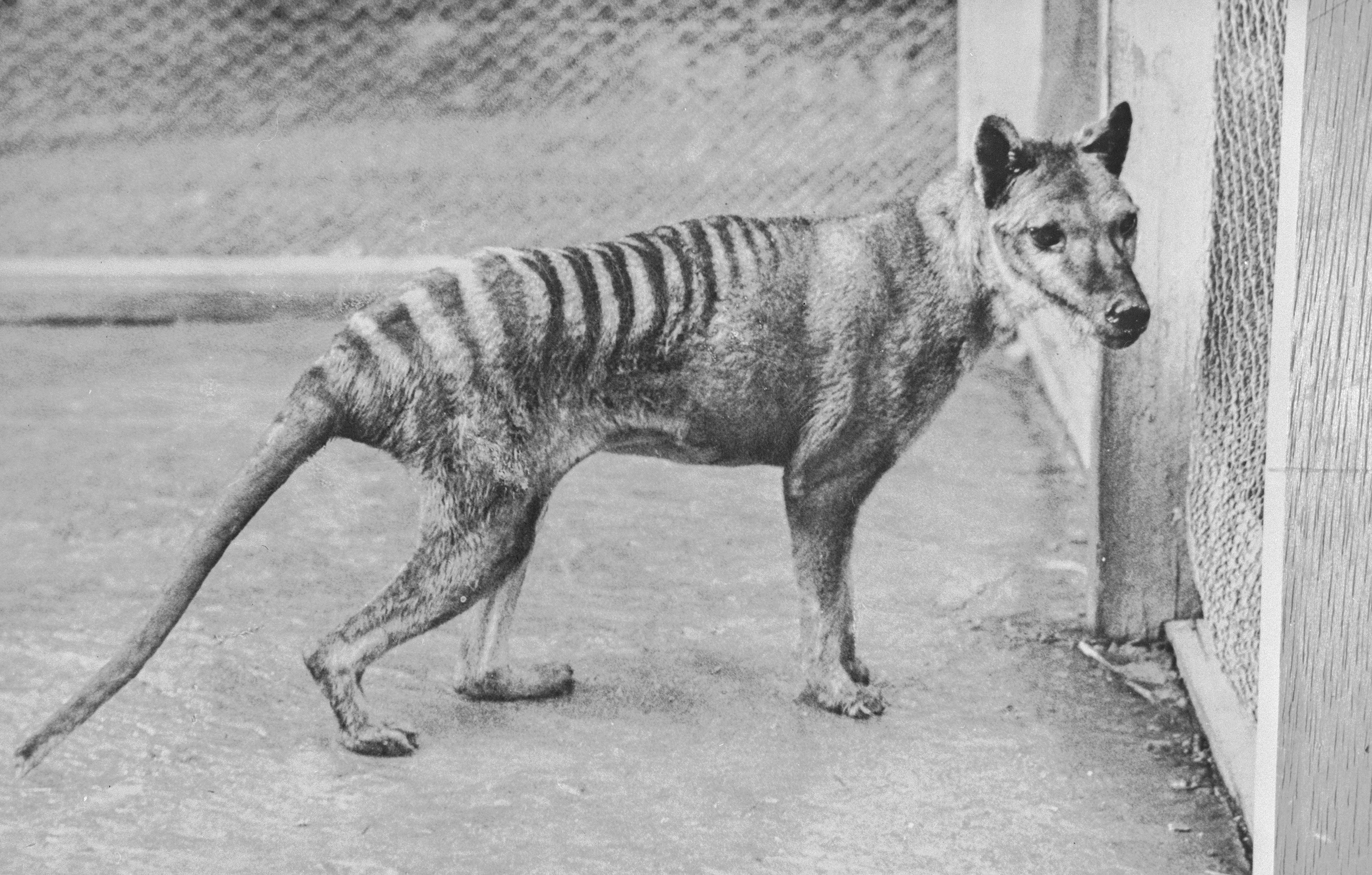 Ostatni przedstawiciel gatunku zmarł samotnie 90 lat temu. Ludzie zareagowali za późno