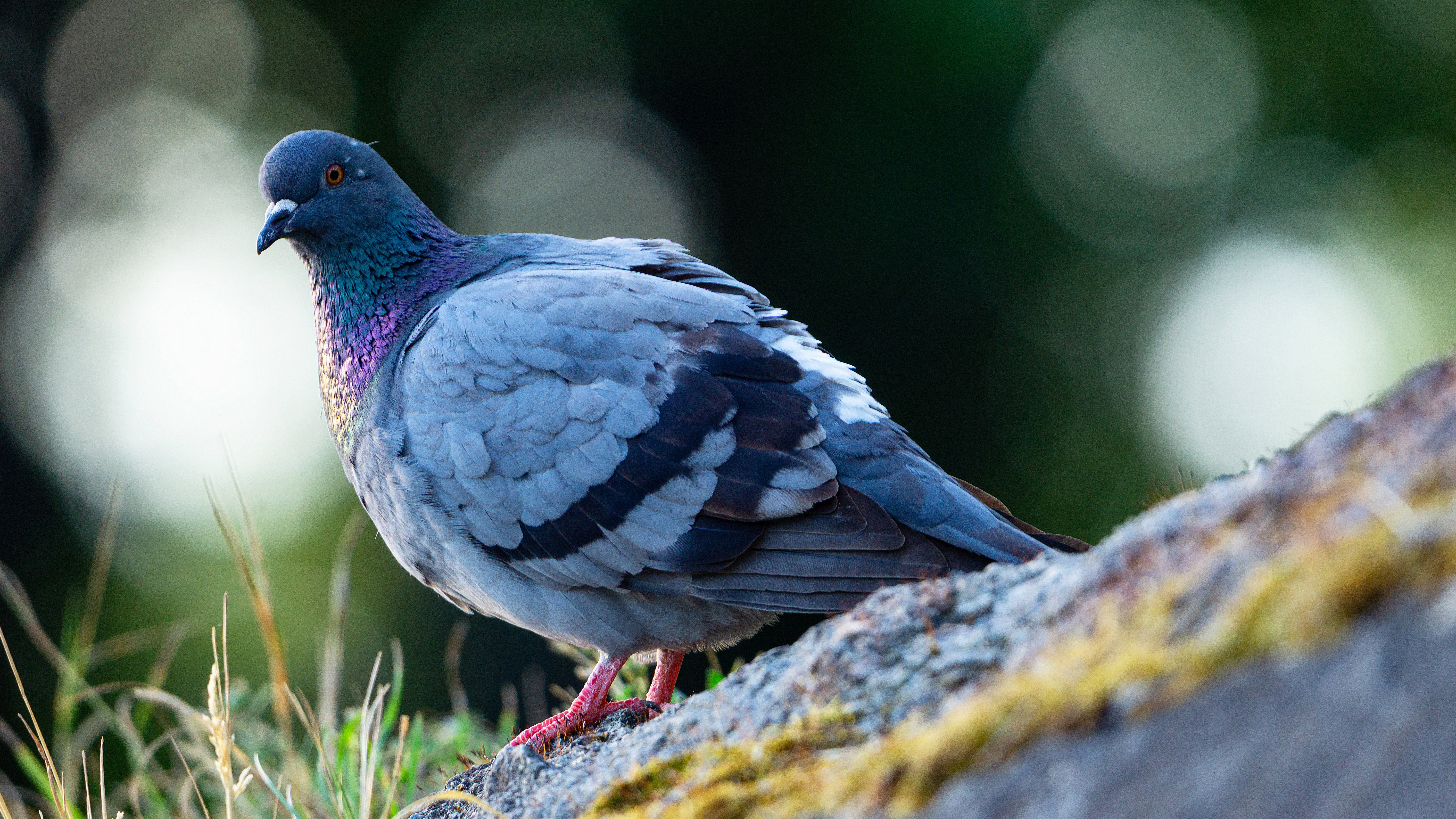 Gołąb miejski (Columba livia domestica)