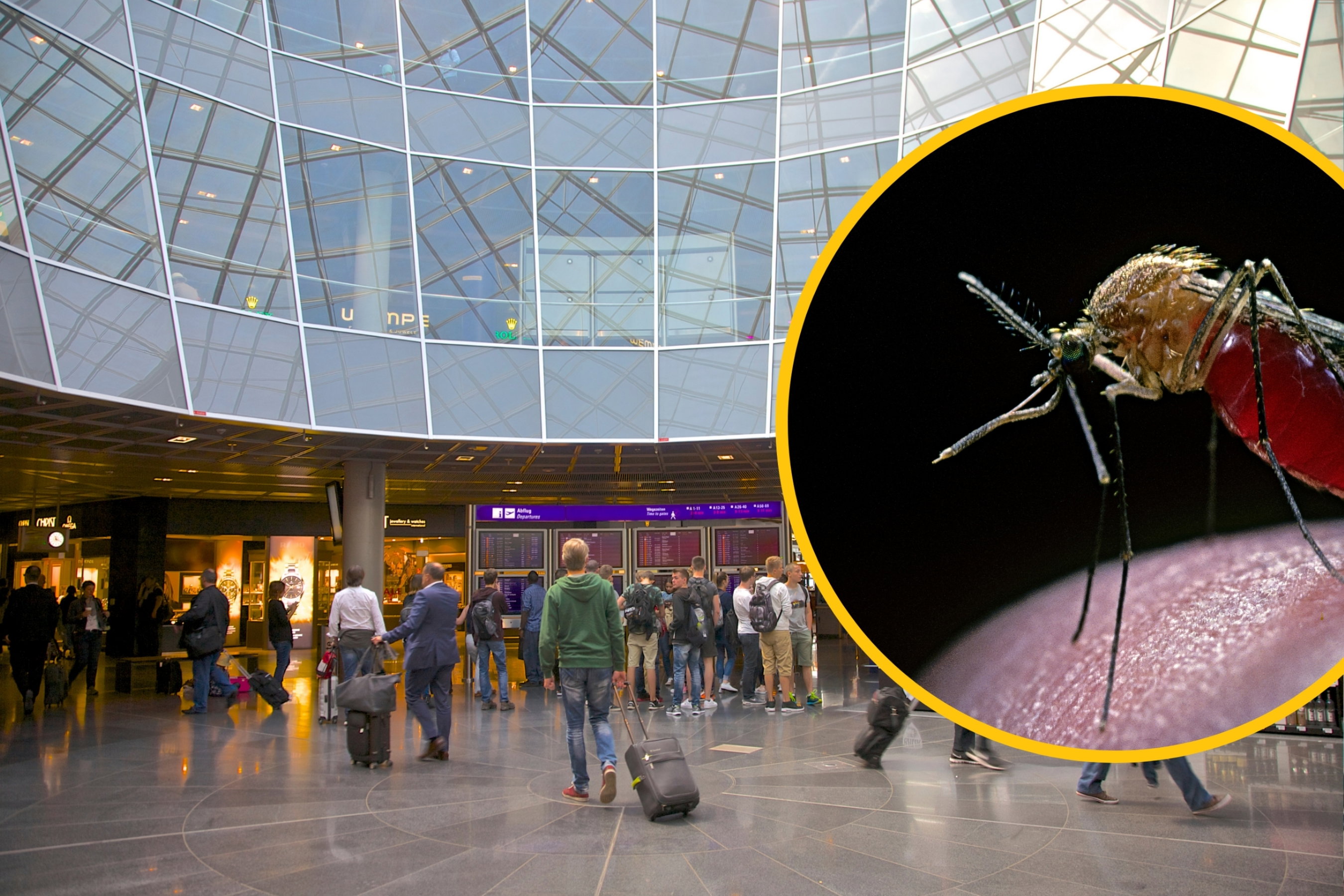 Nigdy nie byli w tropikach, a zabiła ich malaria. Śmiertelne zagrożenie na lotnisku we Frankfurcie