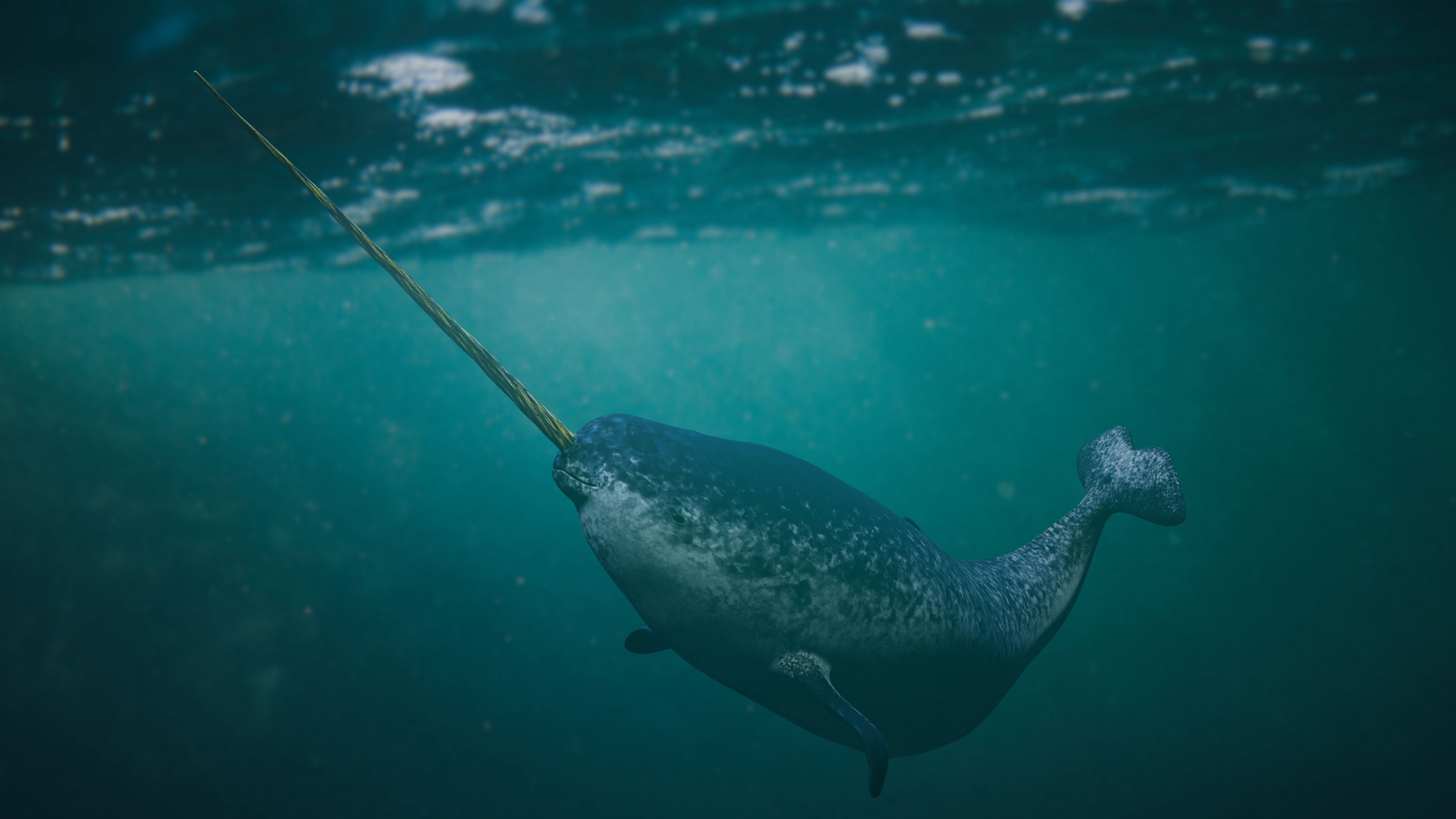 Narwhal
