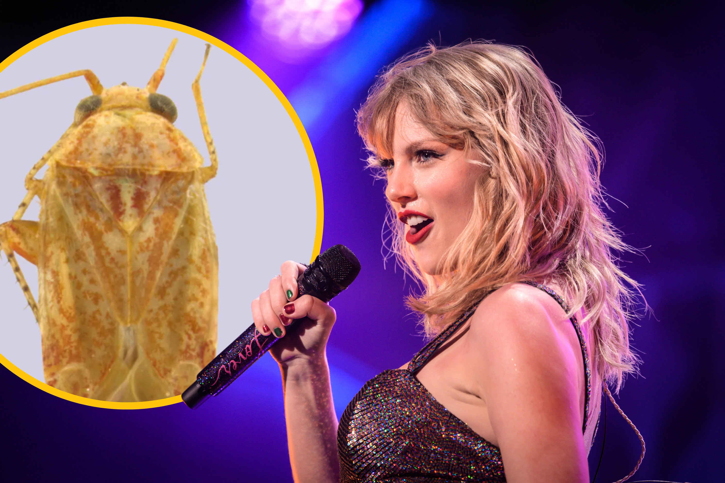 „Wprost nazywam je blondynami” – przyznaje badaczka. Przez nietypowy wygląd te owady nazwano na cześć Taylor Swift