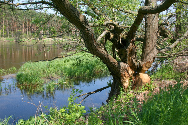 Nadbużański Park Krajobrazowy
