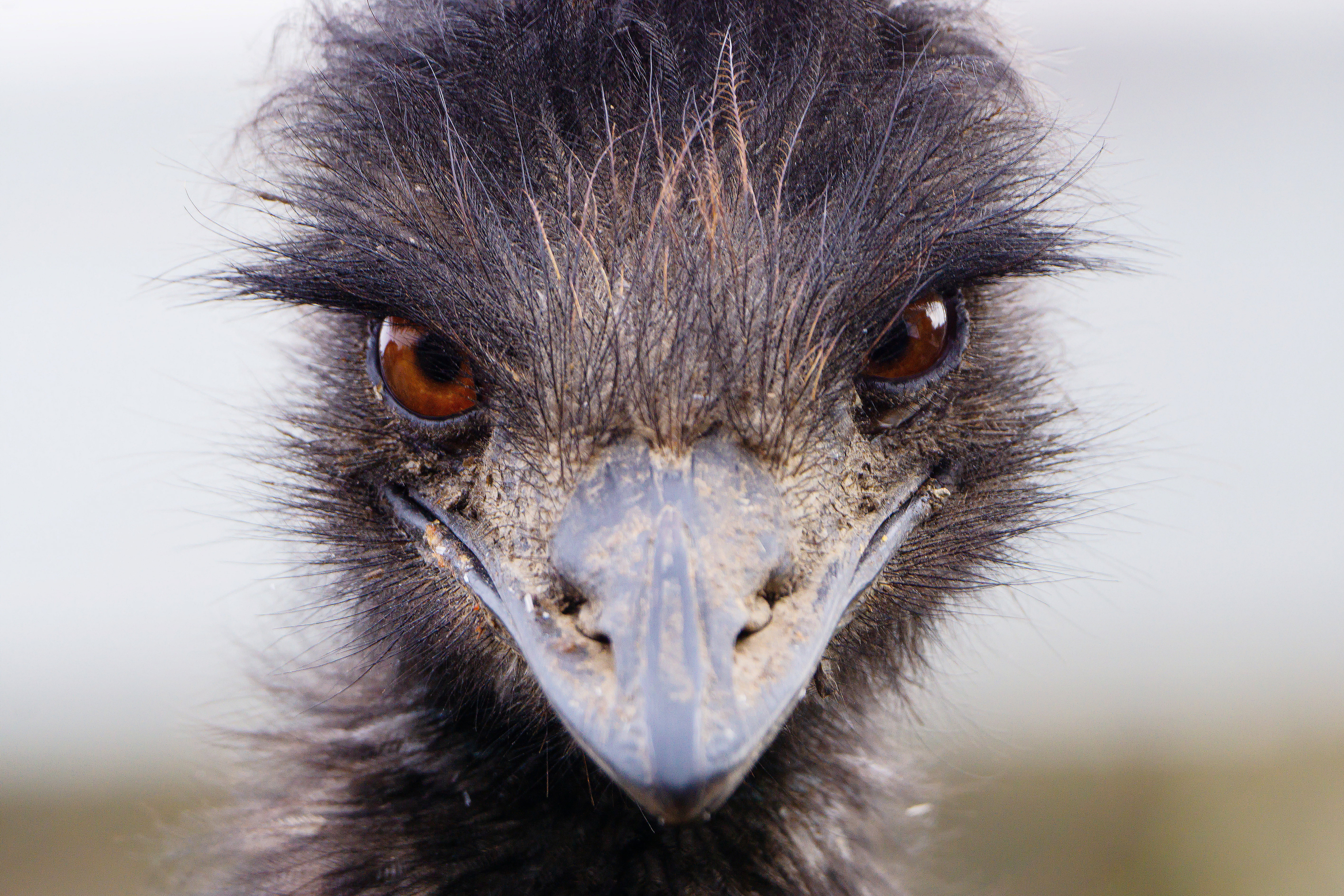 To spojrzenie mówi samo za siebie. Emu zwyczajne sfotografowane na jednej ze słowackich farm. Fot. Aleksander Kusznir