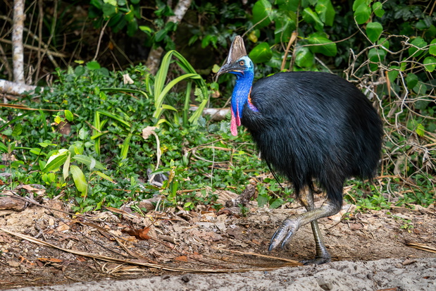 Kazuar hełmiasty (Casuarius casuarius) – duży ptak nielotny zamieszkujący lasy Indonezji, Papui-Nowej Gwinei oraz północno-wschodniej Australii. Fot. David/AdobeStock