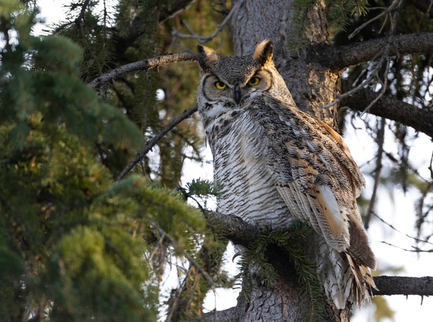 Puchacz wirginijski (Bubo virginianus), nazywany przez wczesnych przyrodników „skrzydlatym tygrysem”. Fot. Prakash Mandalia/AdobeStock