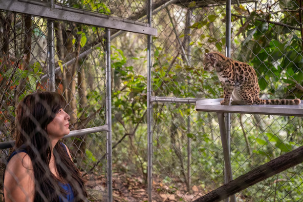 Leopardus Tilcayo