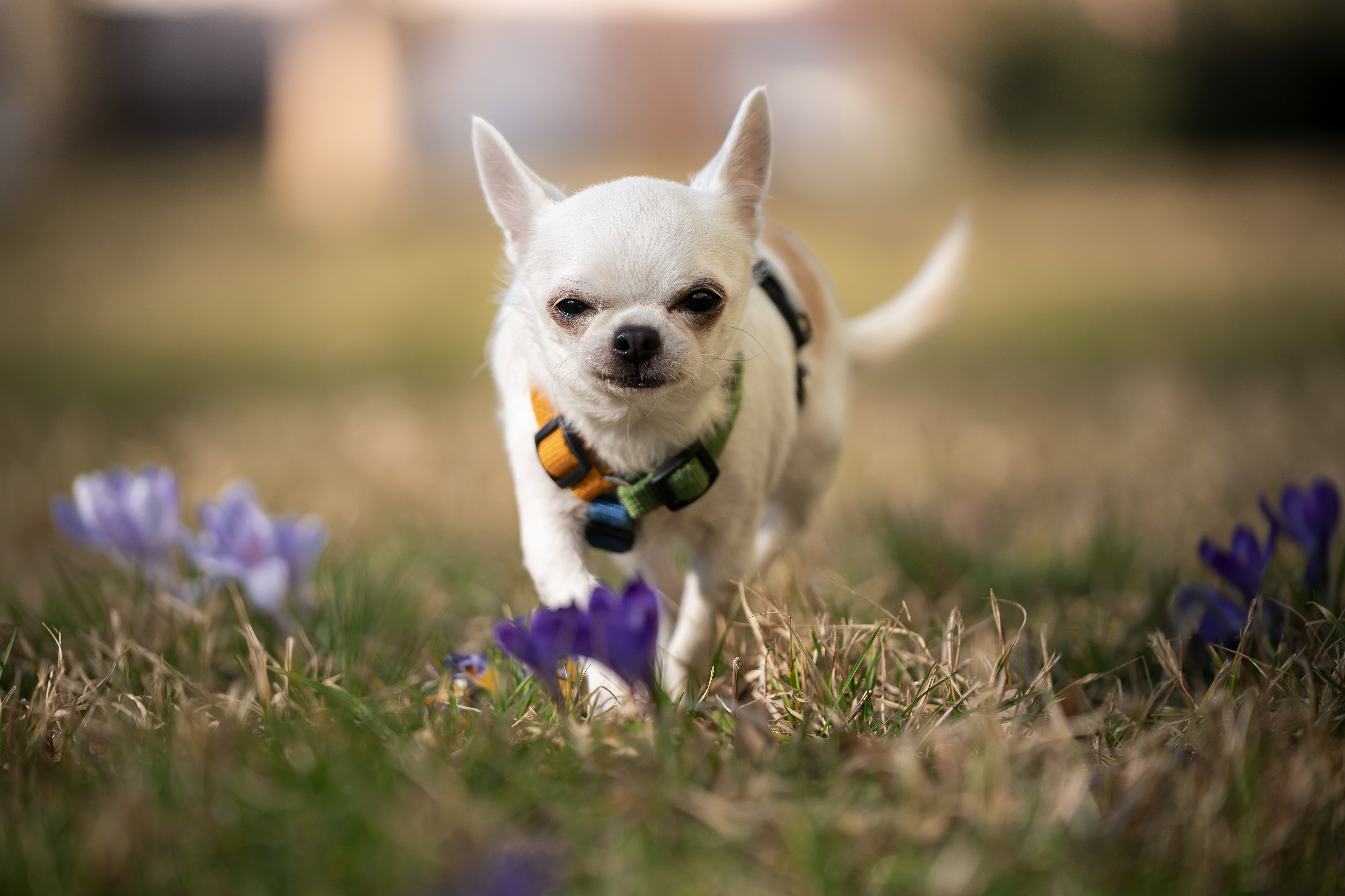 Ten niepozorny pies wcale nie jest wybrykiem natury. Dzisiejsze chihuahua mają w sobie geny kojota