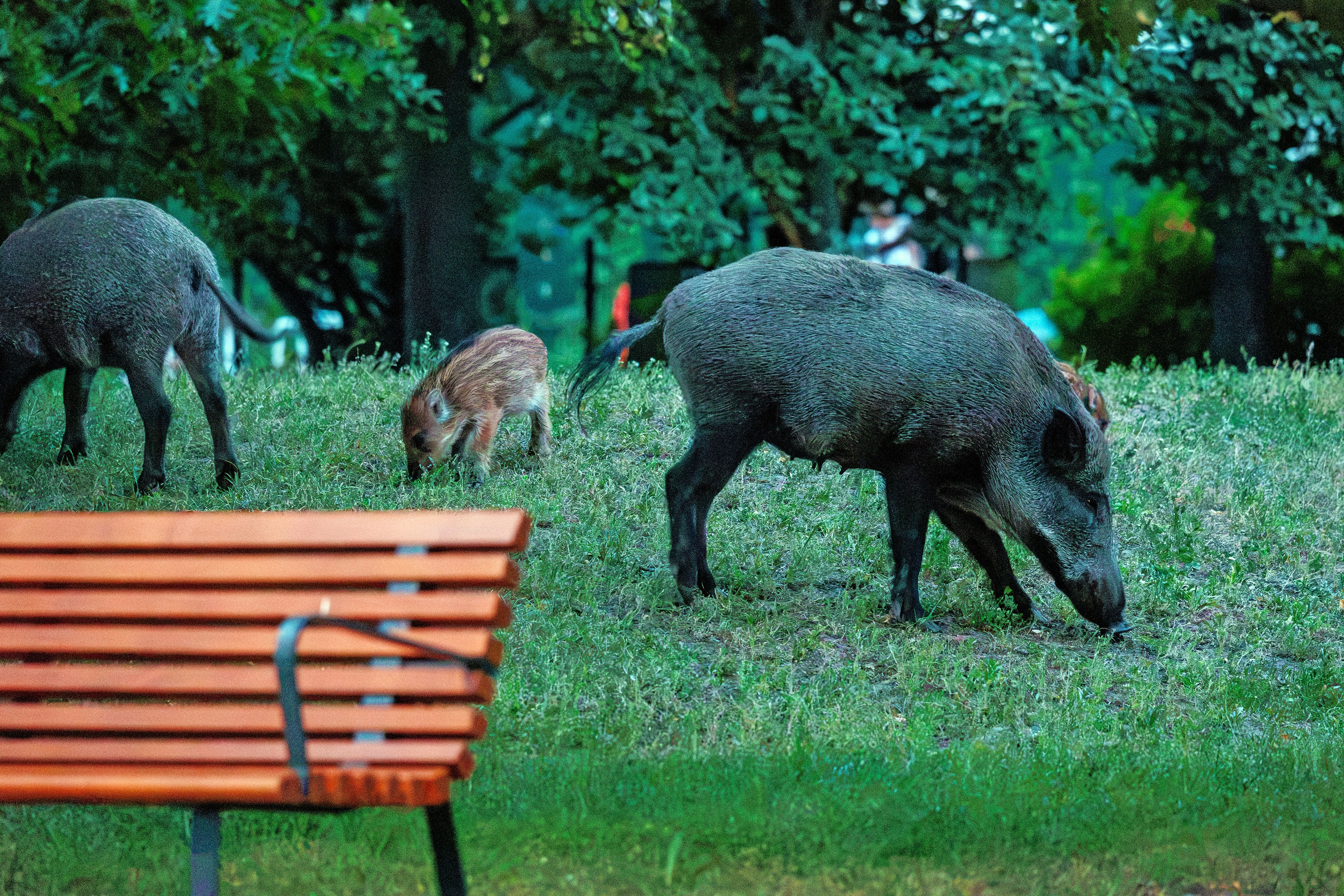 dziki warszawa