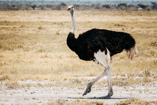 Struś czerwonoskóry (Struthio camelus) – może osiągać nawet 2,8 m wysokości i ważyć ok. 115 kg, przy czym samce są nieco większe i cięższe od samic. Park Narodowy Etoszy, Namibia. Fot. raphoto/AdobeStock