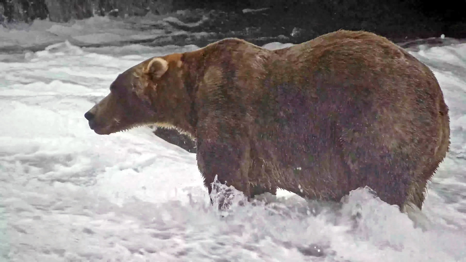 fat bear week