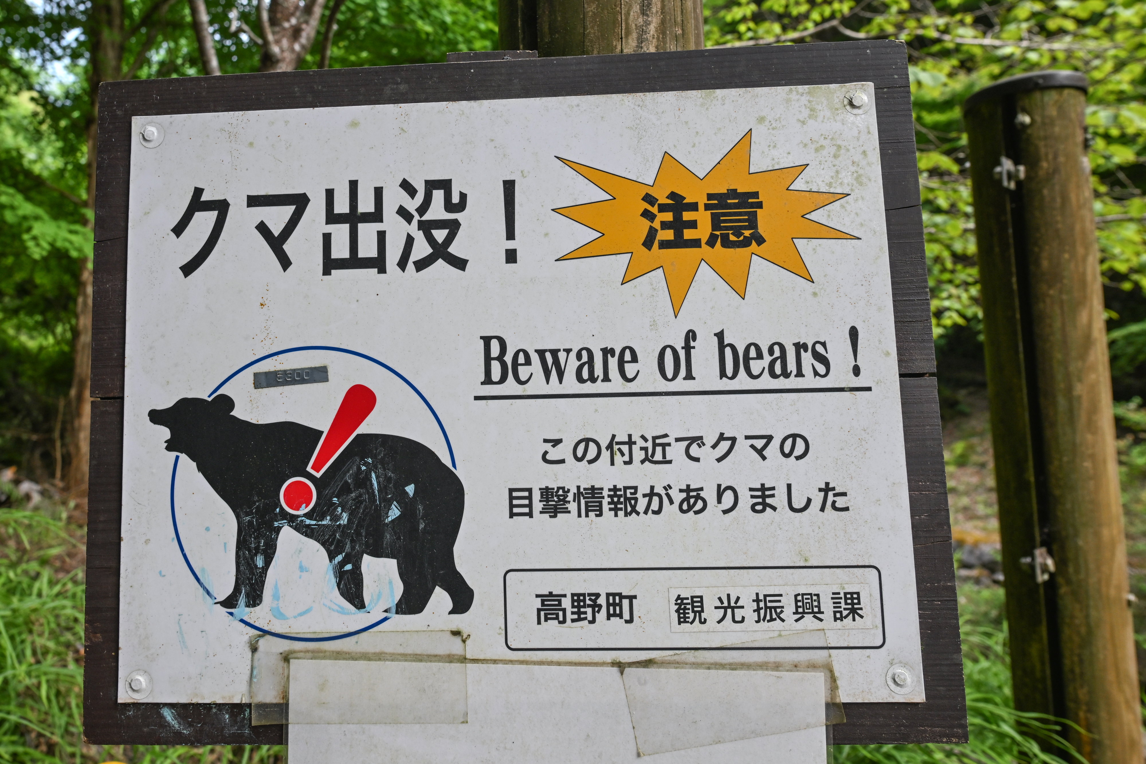 niedżwiedź japonia