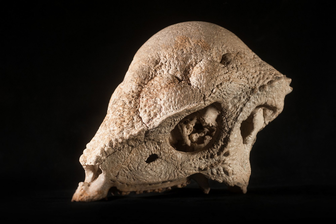 Czaszka dinozaura Prenocephale prenes