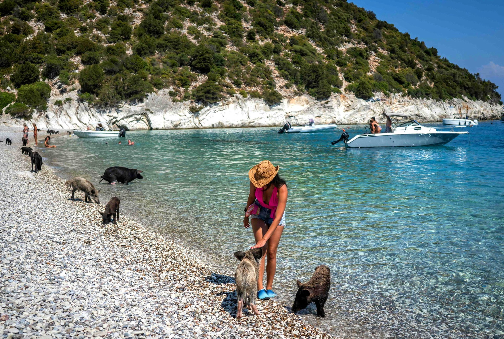 Czarne świnie śródziemnomorskie na plaży na wyspie Atokos na Morzu Jońskim w Grecji