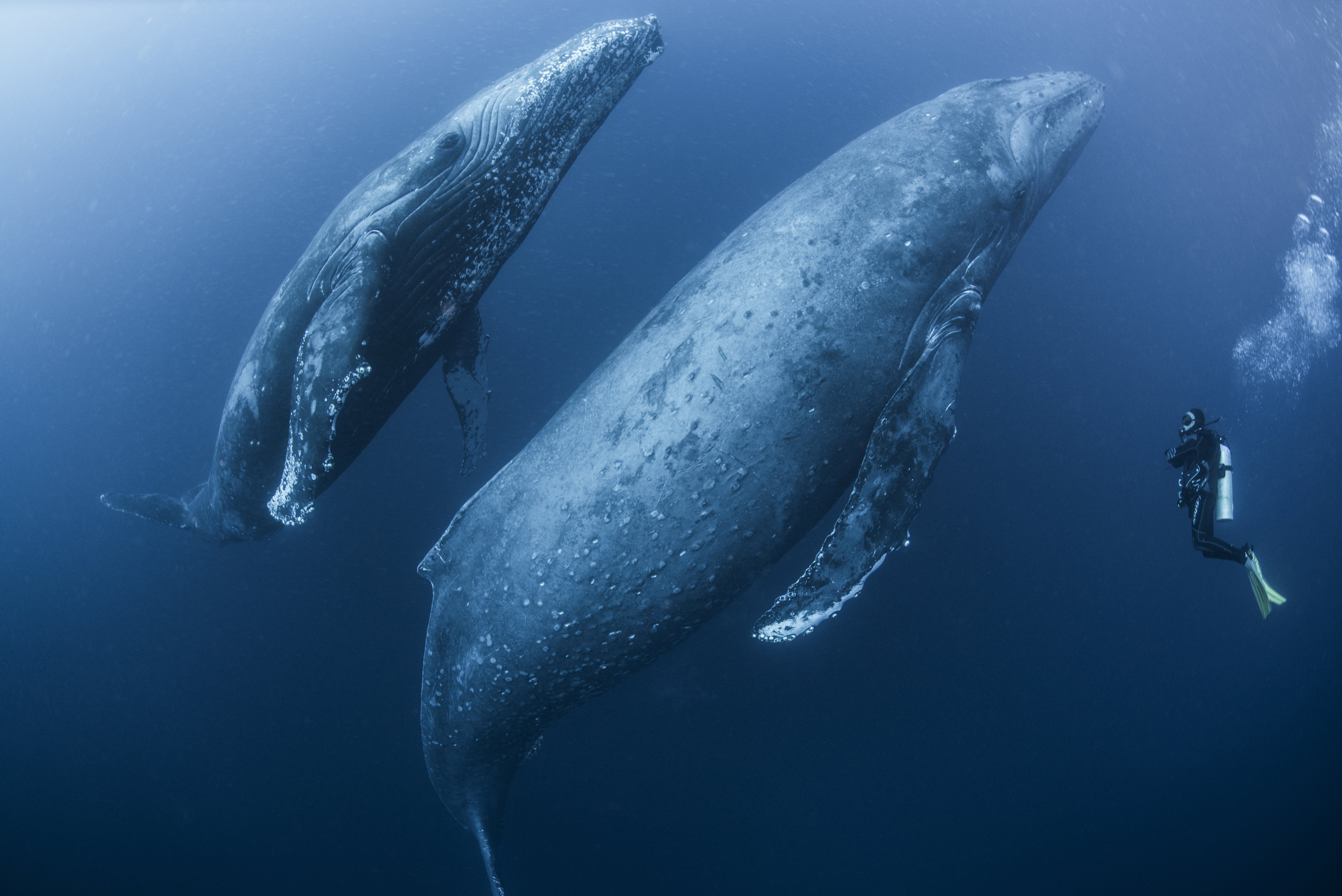 Czy człowiek może przetrwać w brzuchu wieloryba? Film „Whalefall” – opowieść o współczesnym Jonaszu – pod lupą naukowców