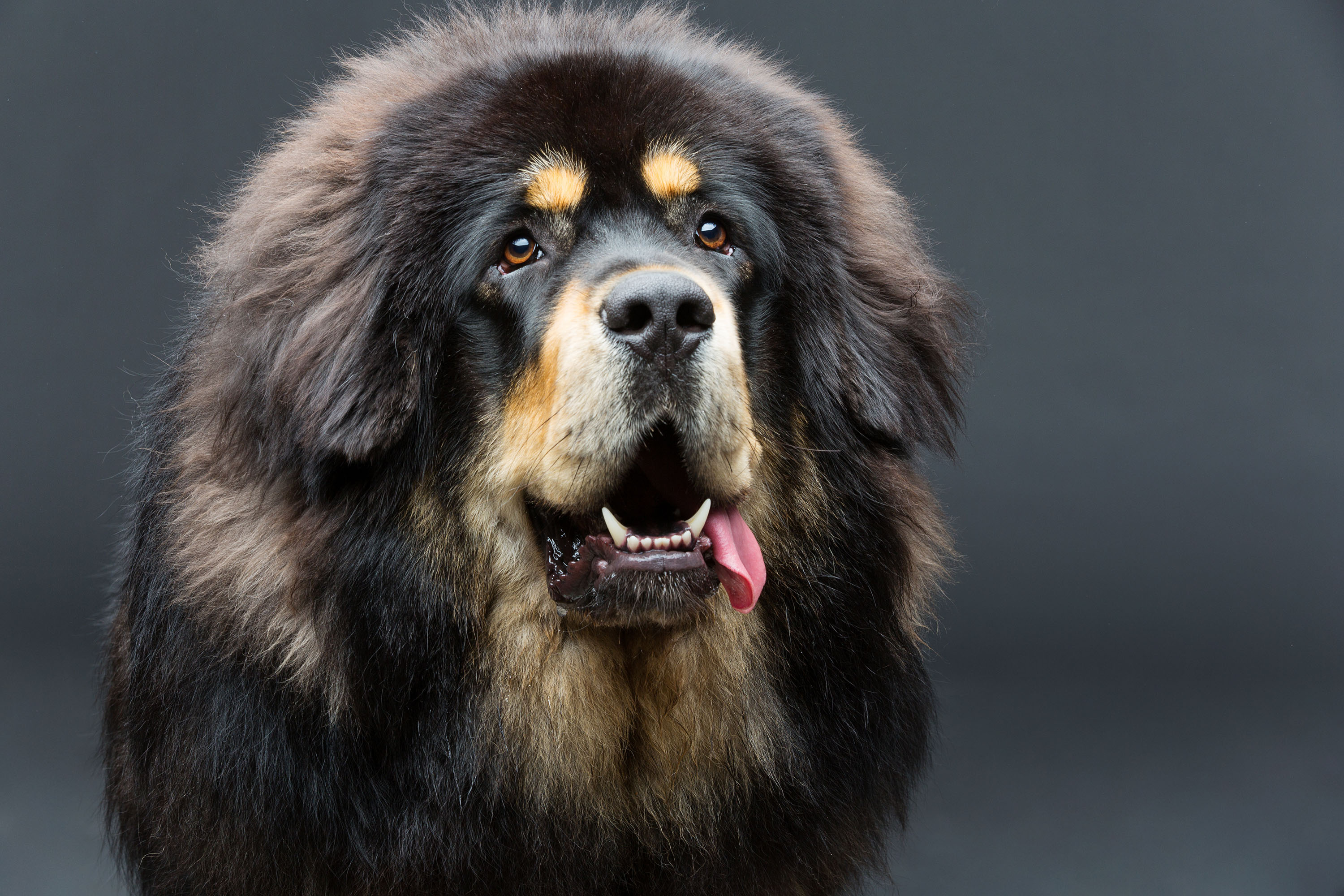 mastiff tybetański