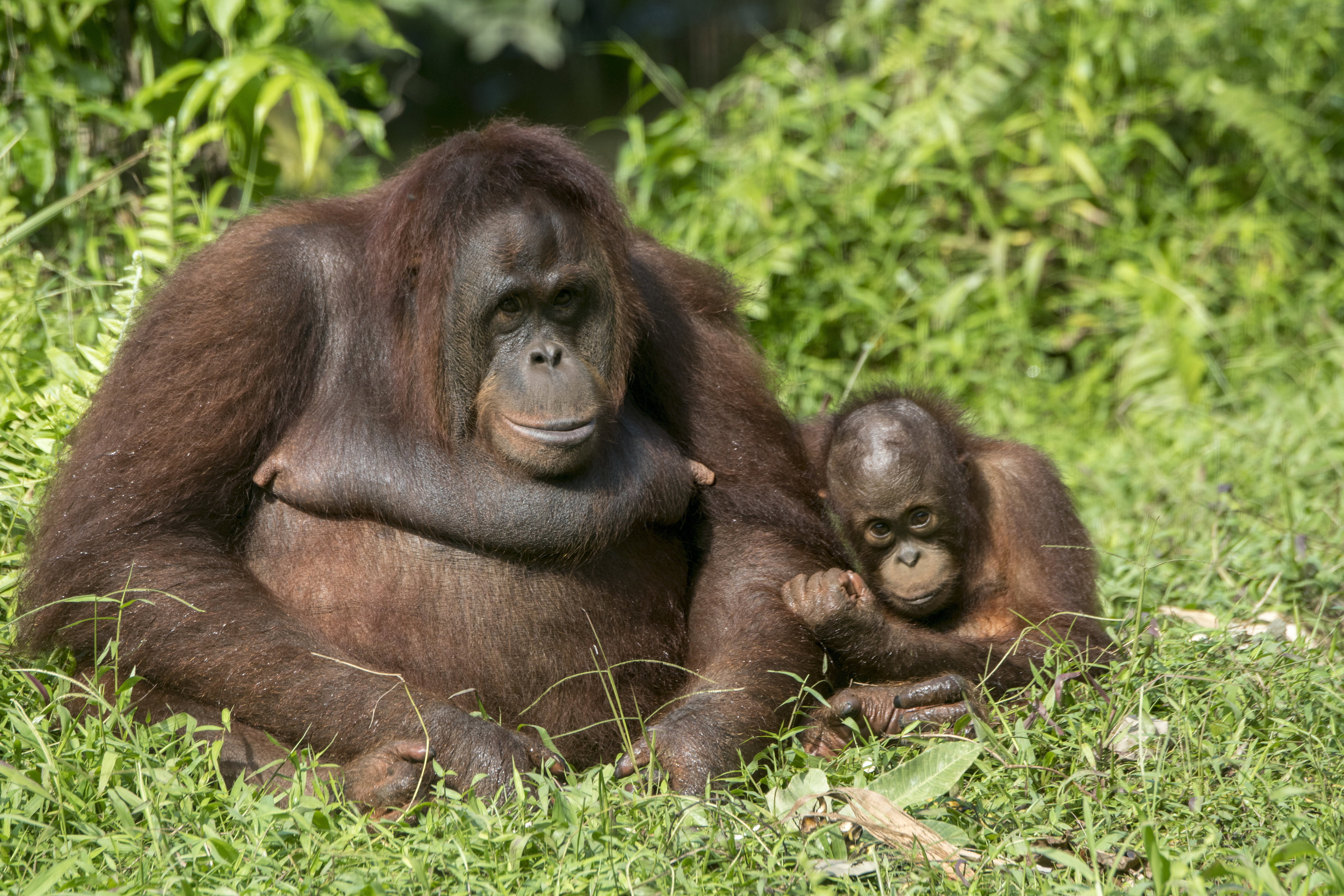 Zupełnie jak ludzie. Matki orangutanów znoszą wielkie trudy, by znaleźć kolegów dla swoich dzieci