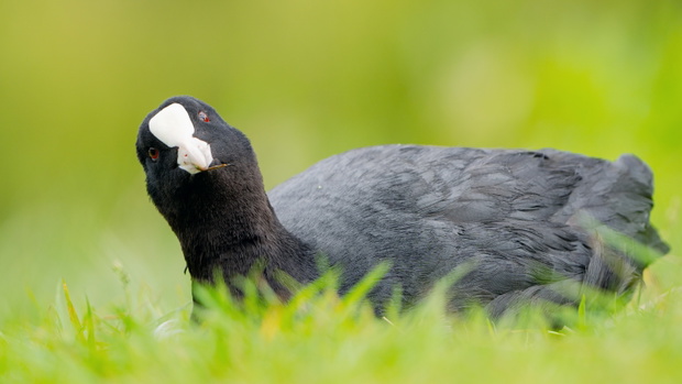 Łyska (Fulica atra) w charakterystycznym czarnym upierzeniu, z biało-różową blaszką czołową. Fot. Aleksander Kusznir