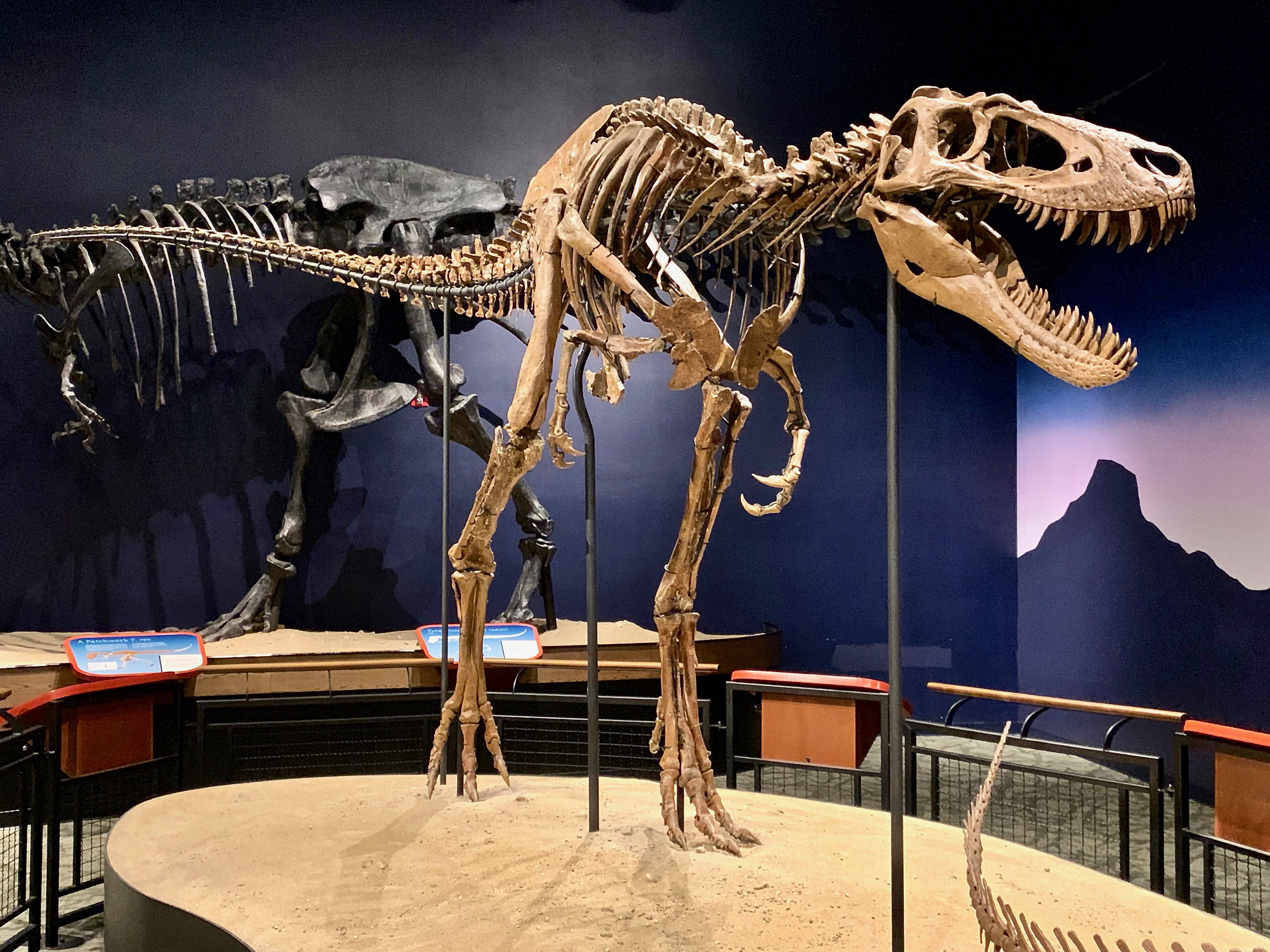 Ktoś zapłacił 47 mln dolarów za szkielet dinozaura. Naukowcy biją na alarm
