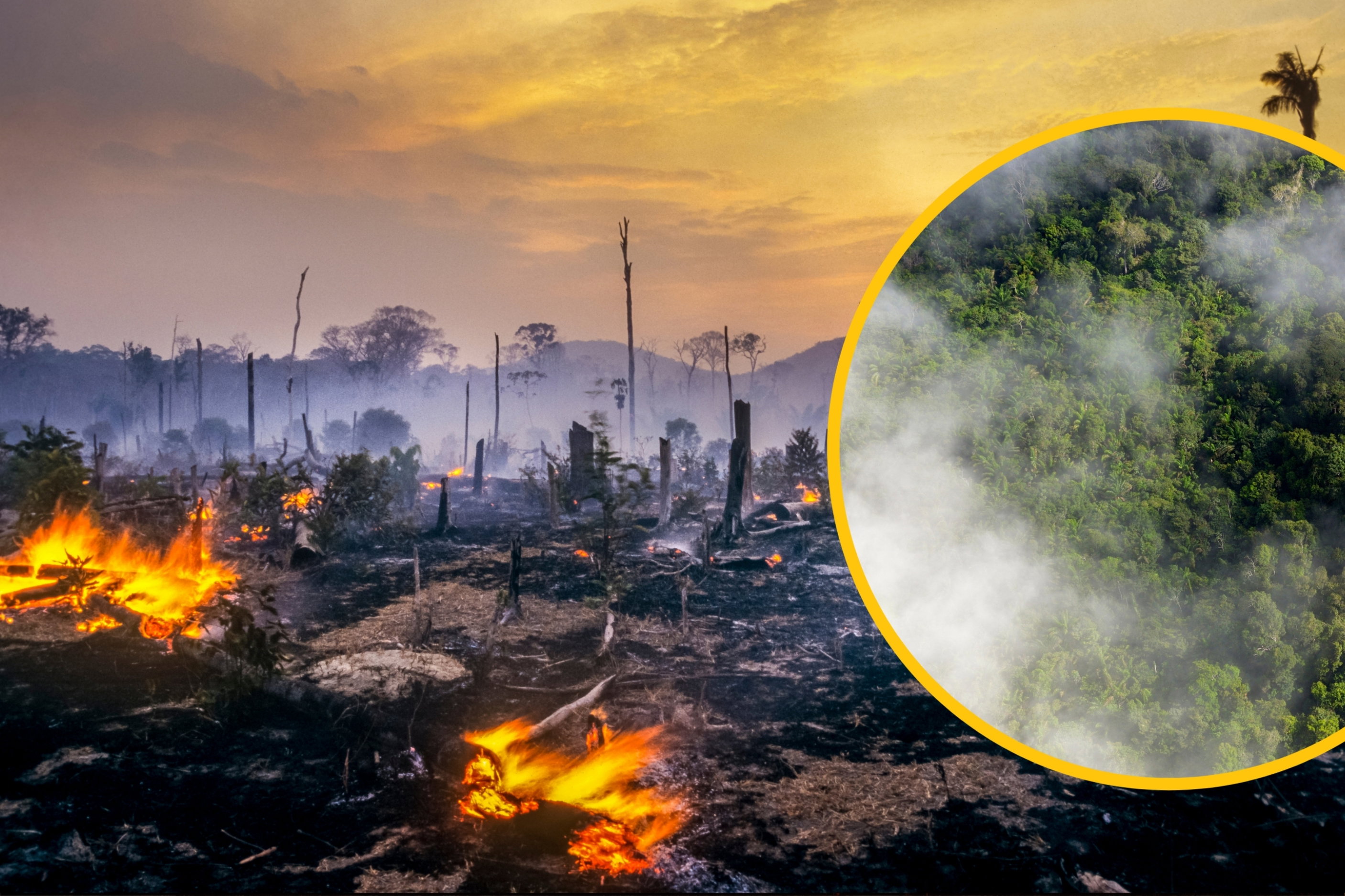 Pożary lasów odbierają jej moc. Amazonia emituje ponad miliard ton CO₂ więcej, niż pochłania