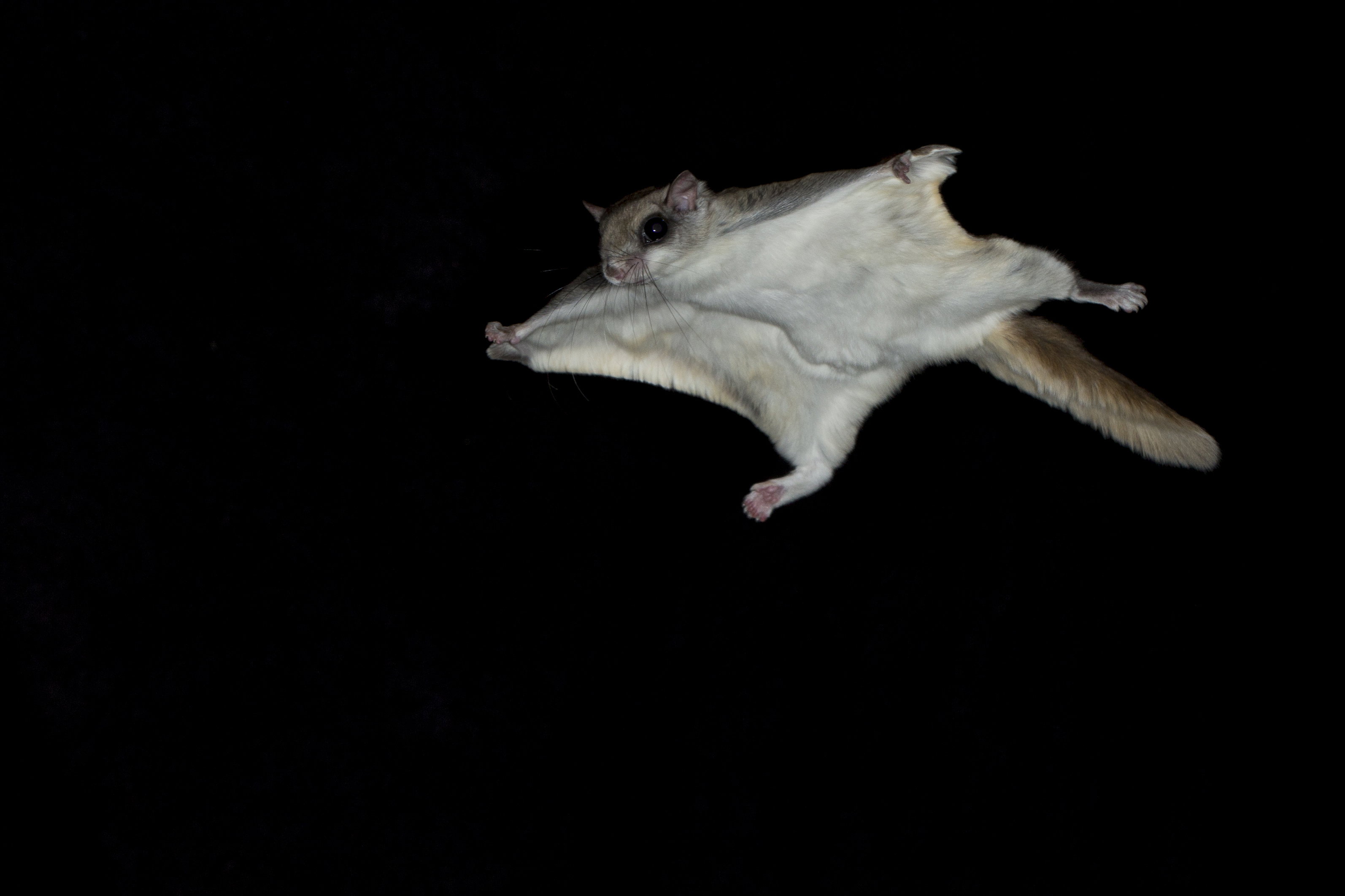 Flying squirrel