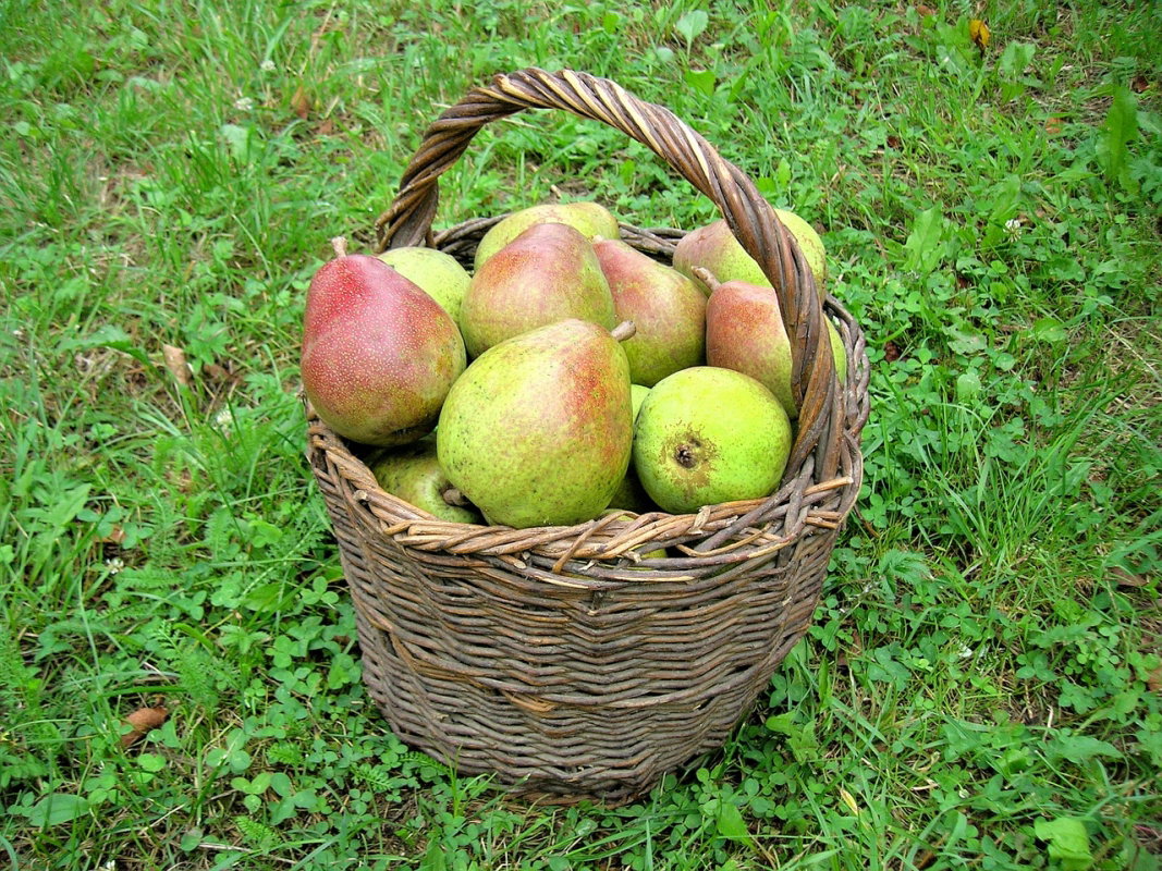 gruszki w koszyku