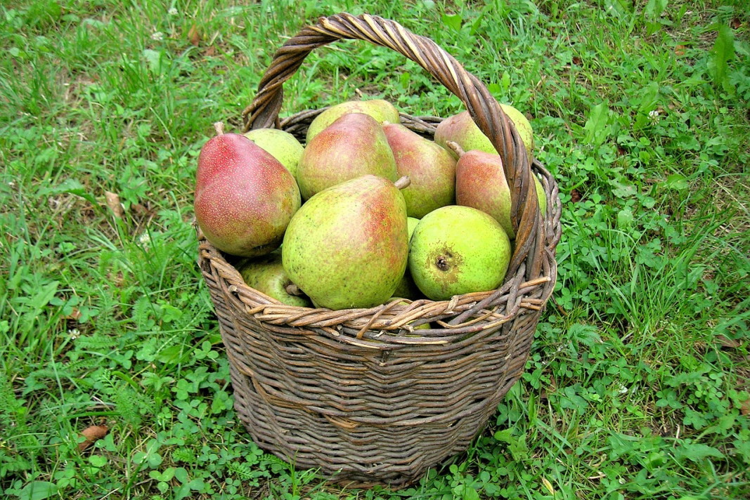 gruszki w koszyku