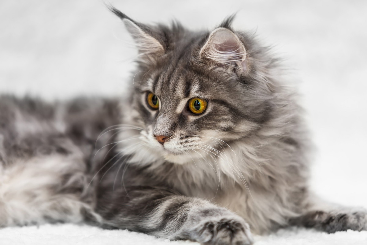 Maine coon – czym wyróżnia się ta rasa kotów?