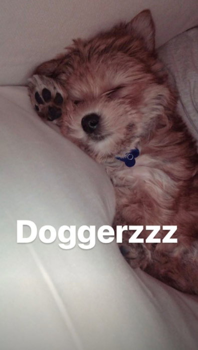 Oscar Bieber, piesek Justina i Hailey