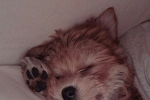 Oscar Bieber, piesek Justina i Hailey